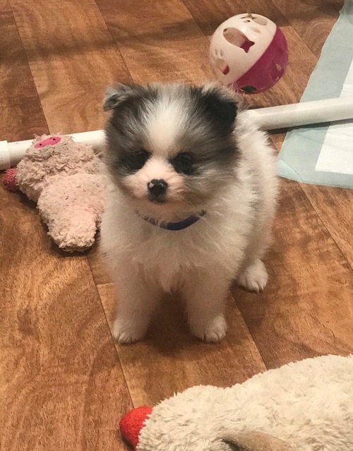 Pomeranian Puppies For Sale, Text +1 (270) 560-7621 Image eClassifieds4u