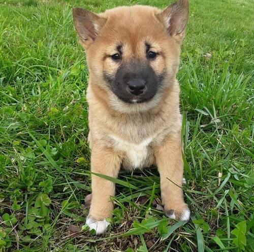 sHIBA iNU CKC Reg Puppies For Sale, Text +1 (270) 560-7621 Image eClassifieds4u