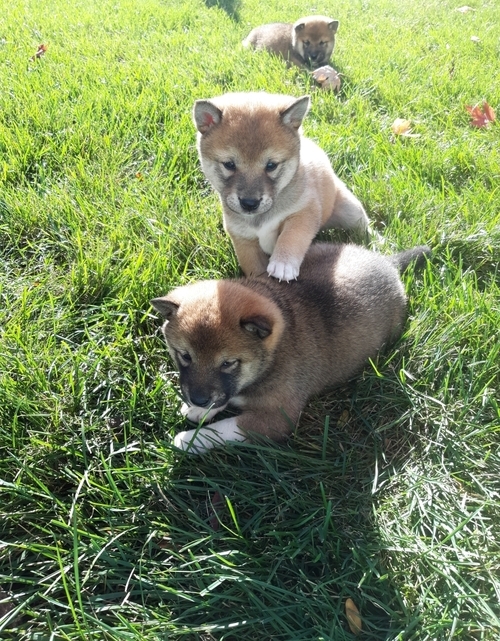 sHIBA iNU CKC Reg Puppies For Sale, Text +1 (270) 560-7621 Image eClassifieds4u
