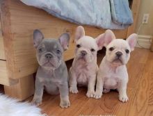 Charming French Bulldog puppies for new home