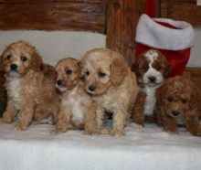 Stunning Cavapoo Puppies Available for good homes