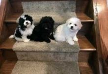 Adorable Shih-poo Puppies with lovely temperament
