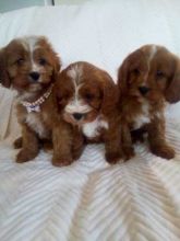 Gorgeous litter of Cavapoo puppies