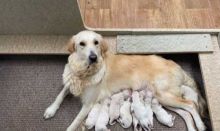 Golden Retriever puppies 🐶