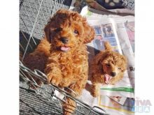 Toy Male and Female Poodle puppies for sale