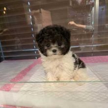 Toy Poodle Puppies for Sale from Reputable Dog owner