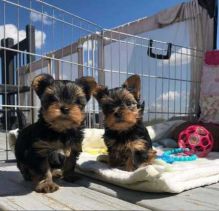 Yorkie puppies Fully vaccinated