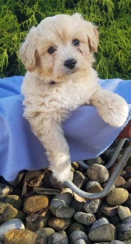 Cavapoo Puppies For Sale, Text +1 (270) 560-7621 Image eClassifieds4u