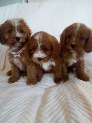 Gorgeous litter of Cavapoo puppies Image eClassifieds4u