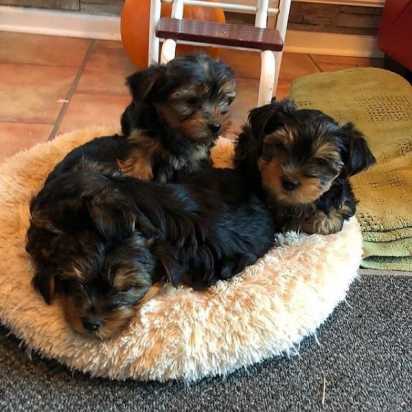 Gorgeous Yorkie Puppies available for you Image eClassifieds4u