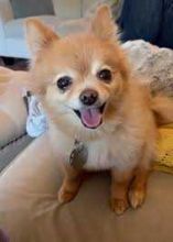 Adorable Pomeranian puppies available for sale Image eClassifieds4u 2