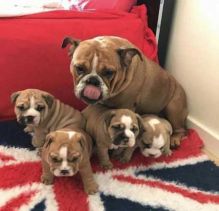 English Bull Dogs Image eClassifieds4U