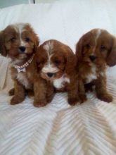 Gorgeous litter of Cavapoo puppies Image eClassifieds4U