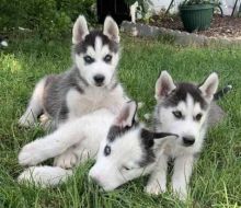 Sweet Siberian Husky Puppies Image eClassifieds4U