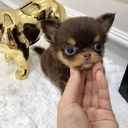 Micro Teacup Chihuahua Puppies For Sale Image eClassifieds4u