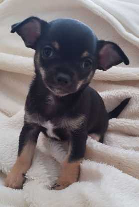 Micro Teacup Chihuahua Puppies For Sale Image eClassifieds4u