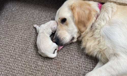 Golden Retriever puppies 🐶 Image eClassifieds4u