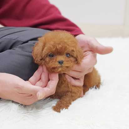 Toy Poodle Puppies for Sale from Reputable Dog owner Image eClassifieds4u