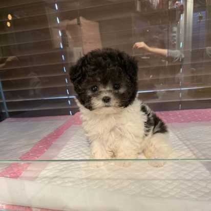 Toy Poodle Puppies for Sale from Reputable Dog owner Image eClassifieds4u