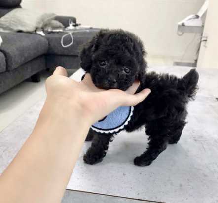 Toy Poodle Puppies for Sale from Reputable Dog owner Image eClassifieds4u