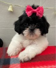 Shih Tzu Puppies For Sale, Text +1 (270) 560-7621