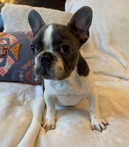 Frenchies Looking For Their Furever Home , Text +1 (270) 560-7621 Image eClassifieds4u