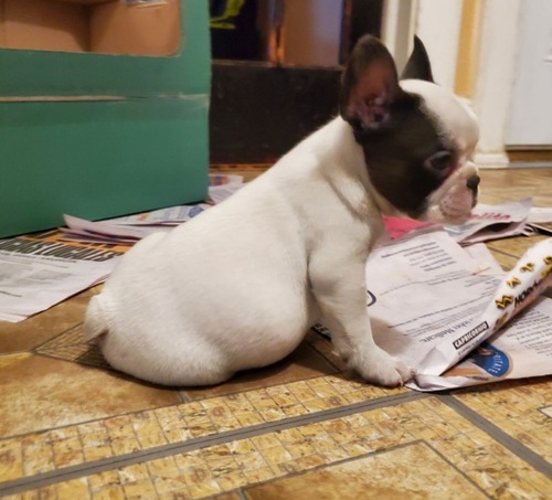 Frenchies Looking For Their Furever Home , Text +1 (270) 560-7621 Image eClassifieds4u