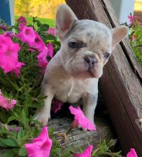 Frenchies Looking For Their Furever Home , Text +1 (270) 560-7621 Image eClassifieds4u 2