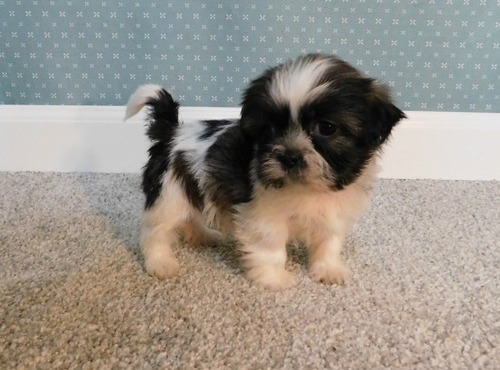 Shih Tzu Puppies For Sale, Text +1 (270) 560-7621 Image eClassifieds4u