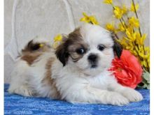 Beautiful female Shih Tzu,10weeks old and an adorable .