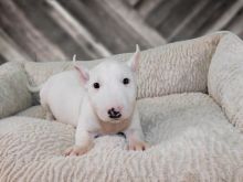 Bull Terrier puppies