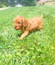 Cavapoo puppies, (boy and girl)