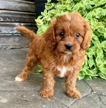Cavapoos,2 left.