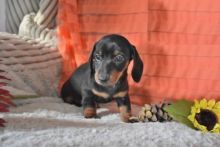 CBCA Dachshund puppies