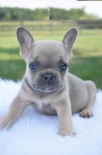 CBCA French Bulldog puppies