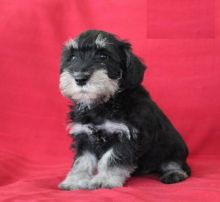 CBCA Miniature Schnauzer puppies