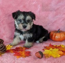 CBCA Morkie puppies