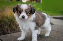 CBCA Papillon puppies