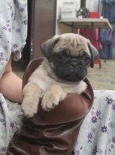 CKC Reg Pug Puppies For Sale, Text +1 (270) 560-7621