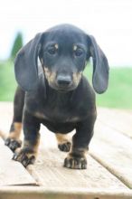 Dachshund puppies