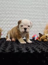 English Bulldog puppies