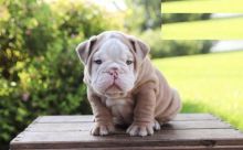 English Bulldog puppies, (boy and girl)