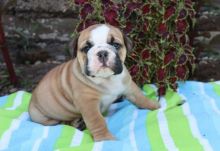 English Bulldogs,2 left.