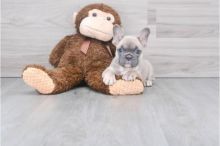 French Bulldog puppies, (boy and girl)