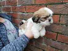 Lhasa Apso puppies