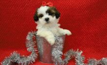 Lhasa Apso Puppies For Sale, Text +1 (270) 560-7621