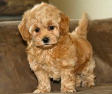 male and female Maltipoo puppies for adoption free delivery