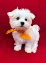 Maltese Puppies