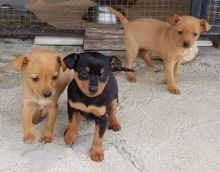 Miniature Pinscher puppies ready for sale to pets loving homes
