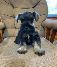 Miniature Schnauzer puppies
